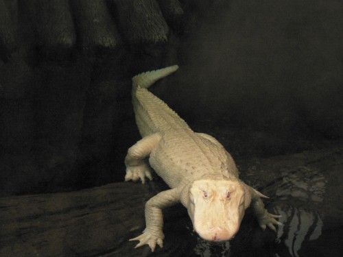 Aligator albinos