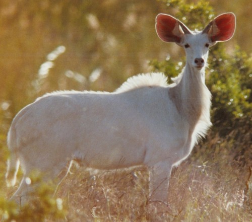 Kudu albinos