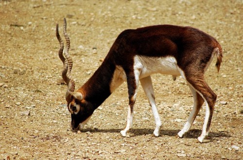 Antilopă cu coarne spiralate (Foto: Dhruvaraj S / CC BY 2.0)