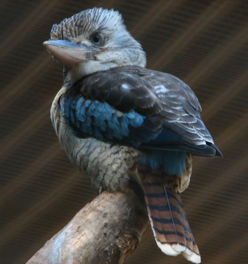 Kookaburra obişnuită (Foto: Lenore Edman / CC BY 2.0)
