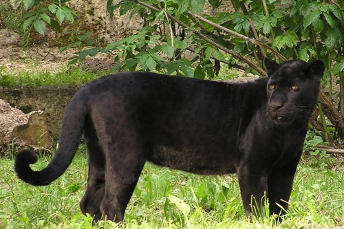 Jaguar melanistic (Panteră neagră)