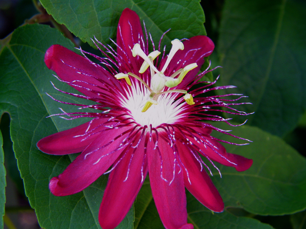 Passiflora kermesina