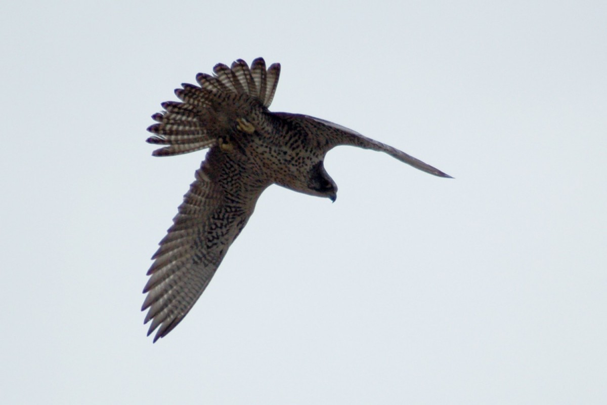 Șoimul de tundră - Falco rusticolus