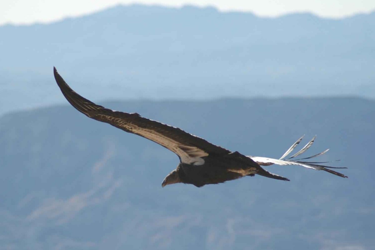 Condorul californian - Gymnogyps californianus