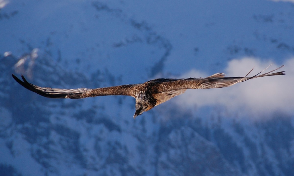 Vulturul cu barbă - Gypaetus barbatus