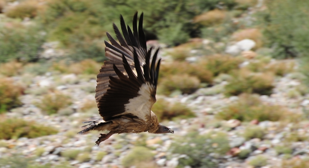 Vulturul himalaian - Gyps himalayensis