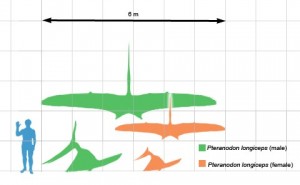 Pteranodon longiceps la scară