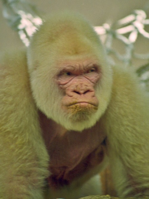 Gorilă albinoasă