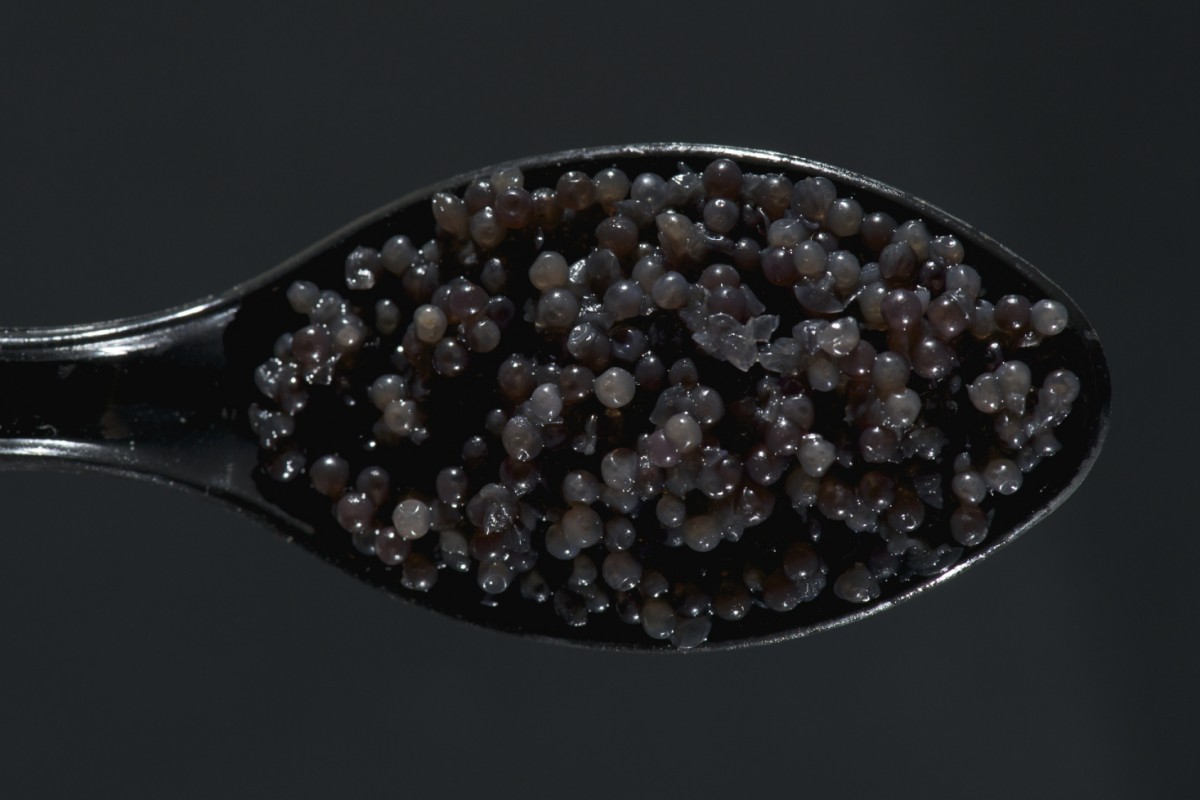 Caviar beluga