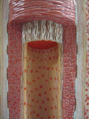 Model de arteră