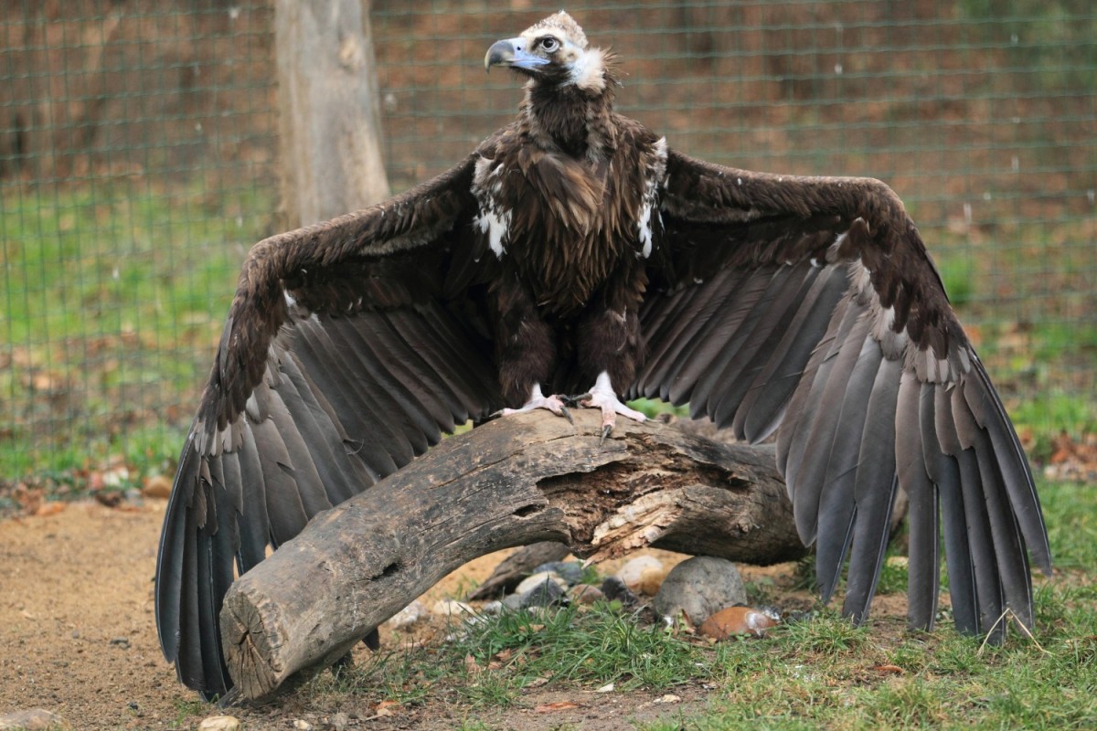 Vulturul pleșuv negru - Aegypius monachus