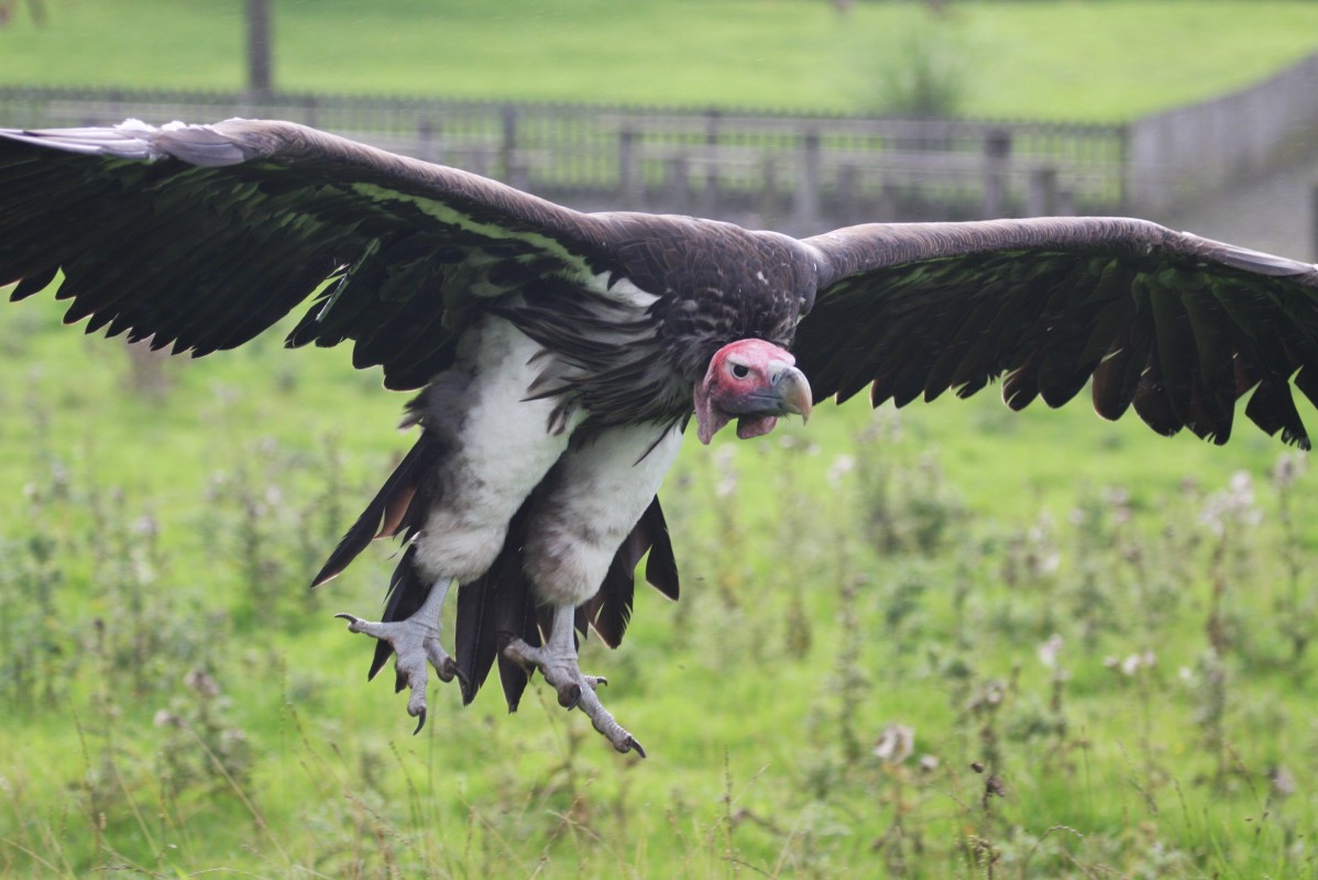 Vulturul nubian - Torgos tracheliotos